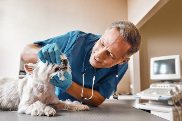 Best Emergency Broken Tooth Repair in New Castle Northwest, PA